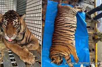 Tubby tiger that weighs 31 stone put on strict diet after being rescued from tiny cage