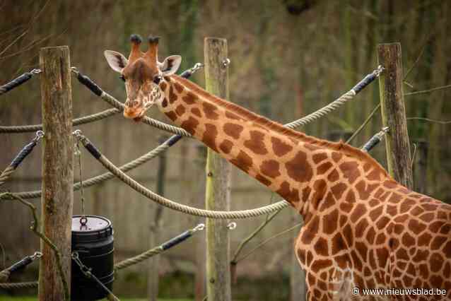“Coming soon”: Planckendael kondigt zwangerschap giraf aan met schattige beelden