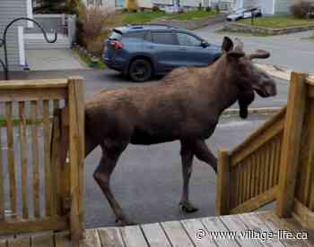 Moose on the loose: Newfoundland man has surprise early morning visitor (VIDEO)