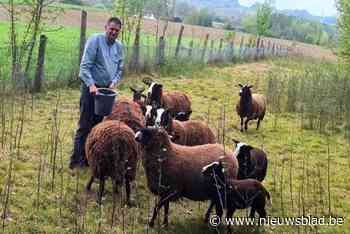 Straks kan je ook gekleurde schapenwol gratis afgeven aan gemeente