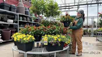Chilly weather driving down plant sales, say Calgary greenhouses