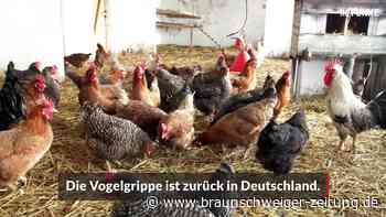 Vogelgrippe bei Kühen: Wie gefährlich ist das für Menschen?
