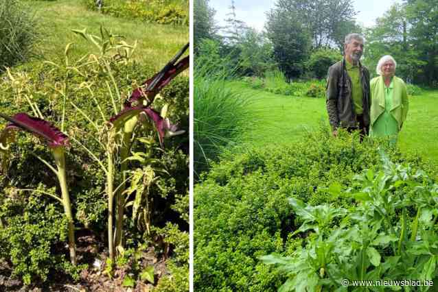 Familie van stinkende reuzenaronskelk in Meise kan je ontdekken in tuin van Dirk en Annie in Schelle: “In onze tuin is elk seizoen iets te beleven”