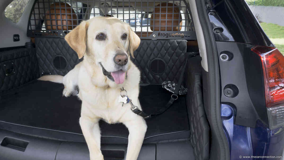 Car Dog Safety: How to Travel with a Dog in a Car