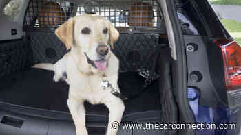 Car Dog Safety: How to Travel with a Dog in a Car