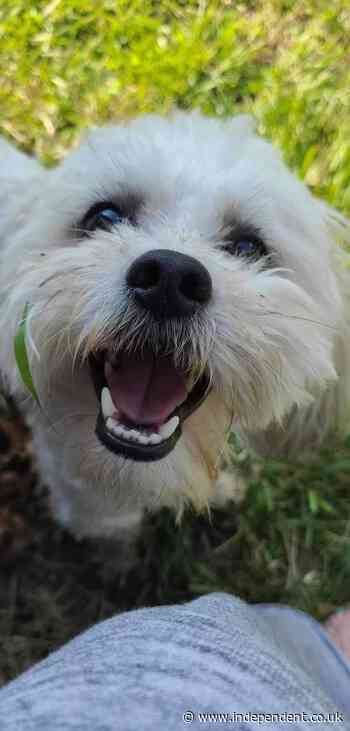 Blind and deaf dog Teddy got lost in a neighbor’s yard. Police called to help him shot him dead