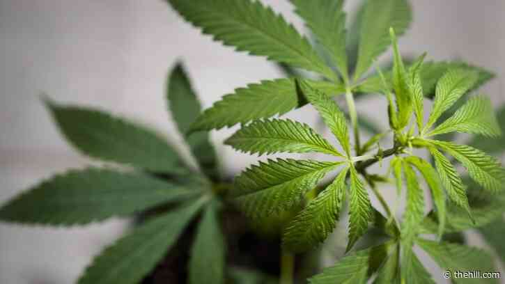 Amendment killing nationally legal cannabis makes it into House Farm Bill