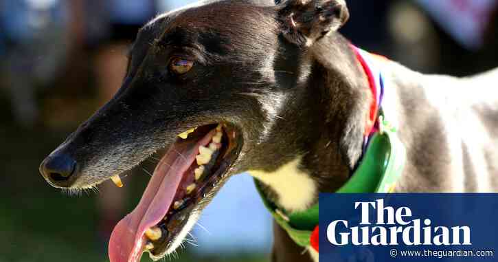 ‘They couldn’t care less’: fears for dogs’ welfare as Greyhound Racing NSW axes one of two adoption centres