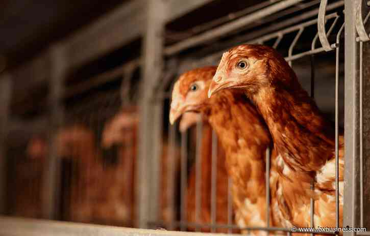 Over 100 sickened in salmonella outbreaks tied to backyard poultry