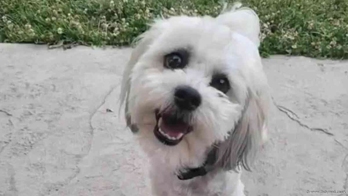 Outrage in small Missouri town as cop shoots and kills tiny blind, deaf dog Teddy that he was called to help after 'mistaking it for a stray that needed to be put down'