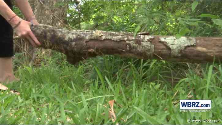 Dead tree dropping limbs, city waiting to learn if it's theirs or homeowner's
