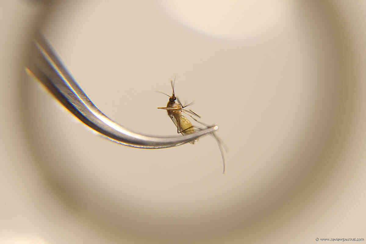 Mosquitoes carrying West Nile virus found in Clark County