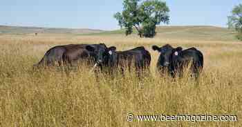 Controlling flies on cattle requires proper timing