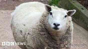 Heartbreak as pet sheep stolen