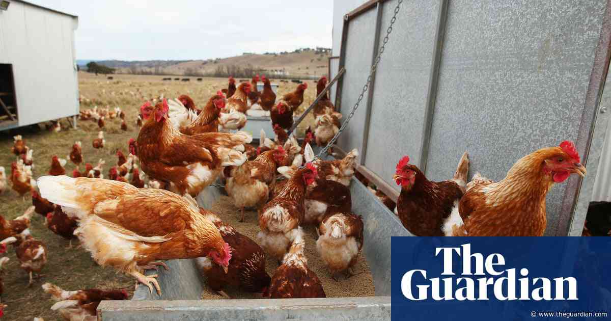 US orders restrictions on Victorian poultry after bird flu outbreak, but industry expects limited impact