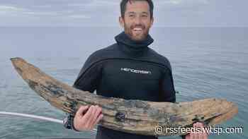 Amateur Tampa fossil hunter finds ancient 4-foot tusk near Venice coast