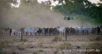 Remote mustering takes flight in North Queensland