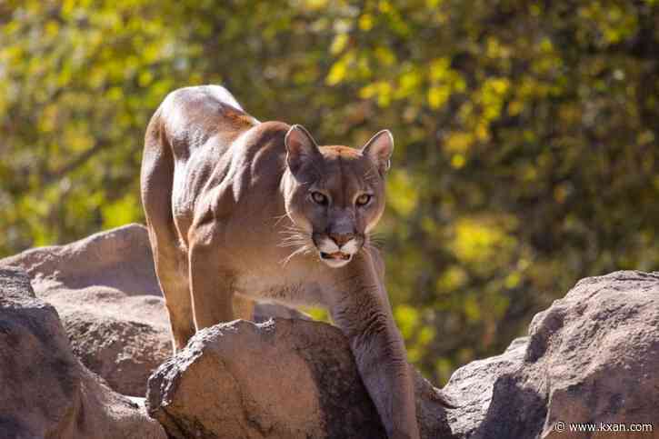 Parks and Wildlife Commission approves new rules aimed at protecting mountain lions