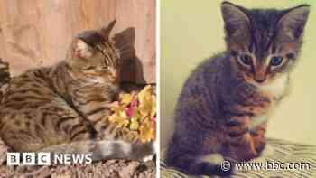 Cat found after vanishing for 11 years