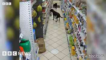 Bread-stealing labradors caught on shop CCTV