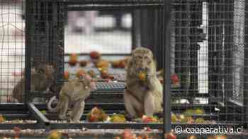 Invasión de monos: Ex atractivo turístico, hoy crisis urbana