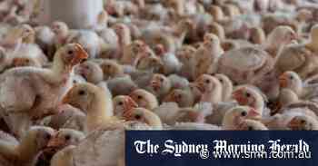 US curbs Australian poultry imports on bird flu concerns