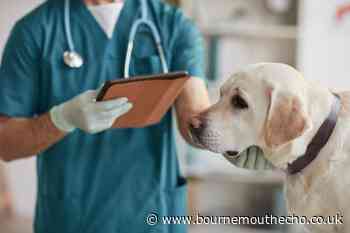 Is it worth having pet insurance? Vet bill warning issued