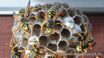 Wespen und Hornissen: Kein Grund zur Panik - So geht Ihr mit den Insekten und ihren Nestern um