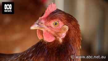 US bans imports of Victorian poultry products