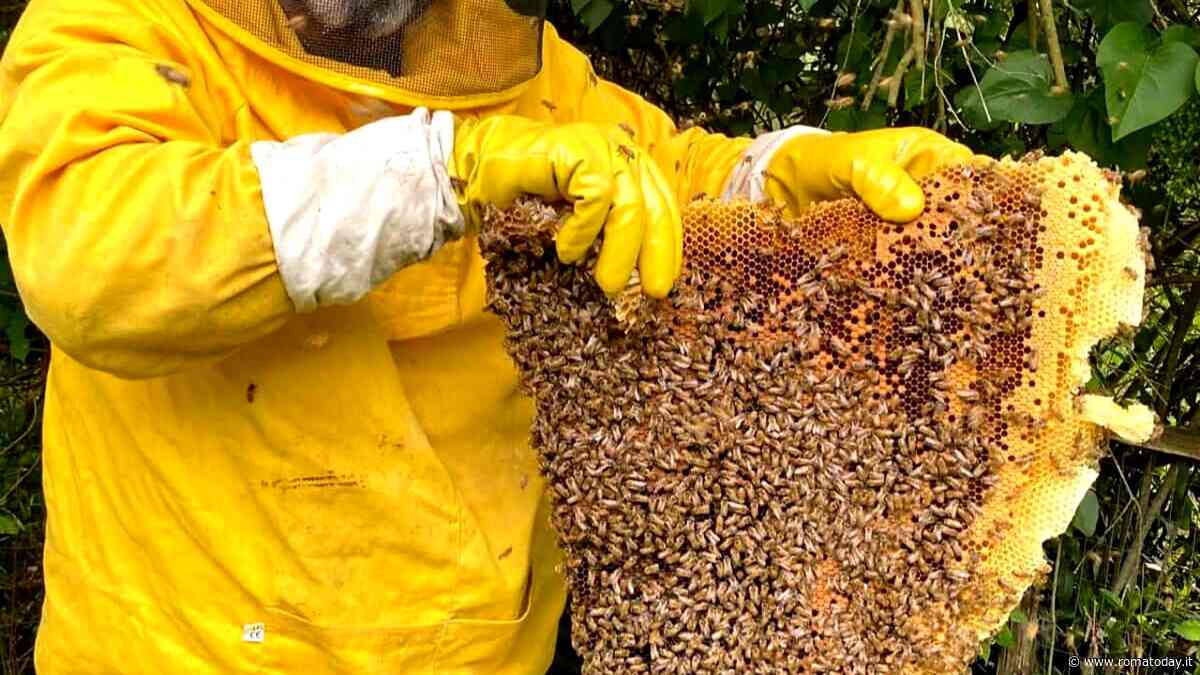 Paura a Cesano, giardiniere attaccato e punto dalle api. C'era un nido con 200mila insetti