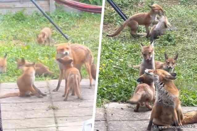Schattig: vrouw filmt vanuit haar bed hoe vos en haar negen welpen spelen in achtertuin