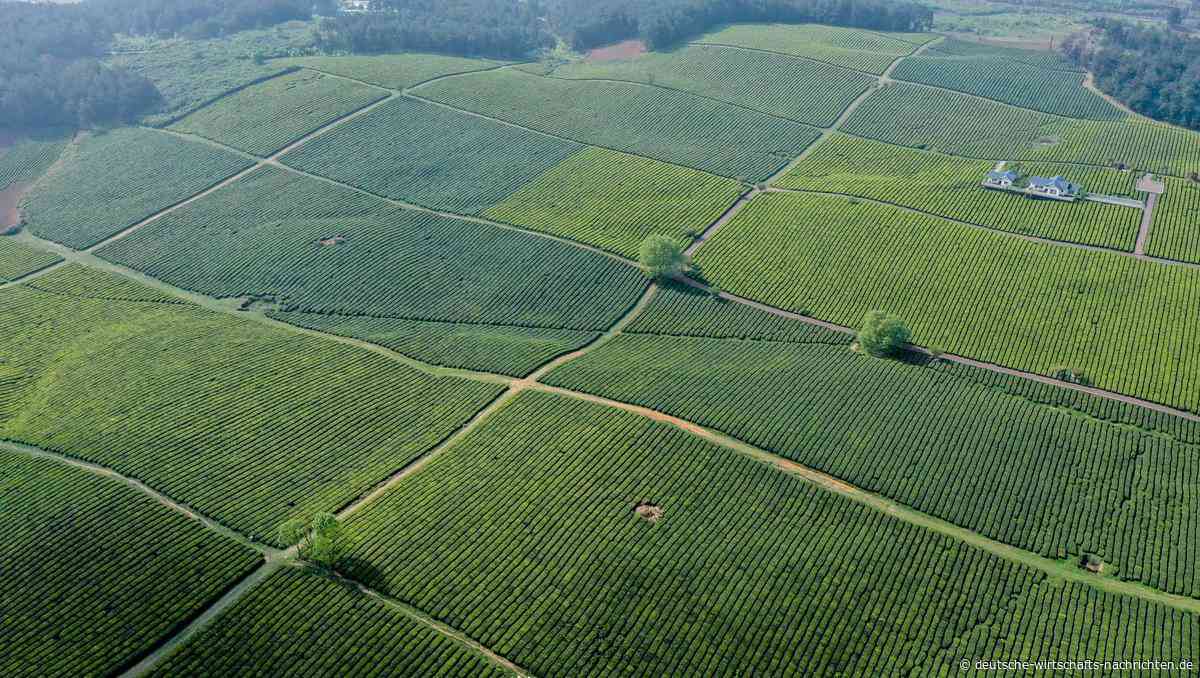 Deutscher Teeverband sorgt sich um Kleinbauern
