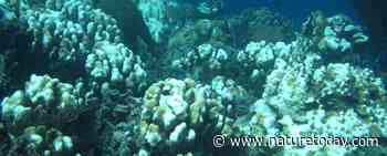 Wereldwijde koraalbleking aan de gang 