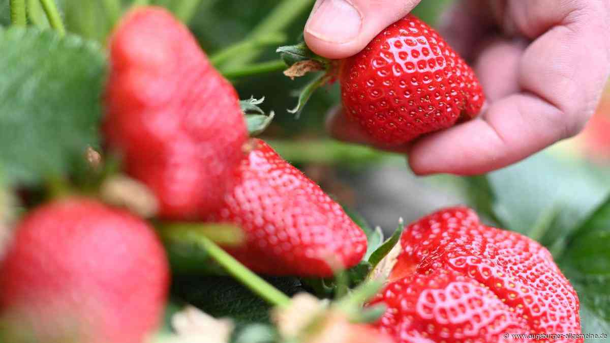 Erdbeeren können ab dem Wochenende wieder selbst gepflückt werden