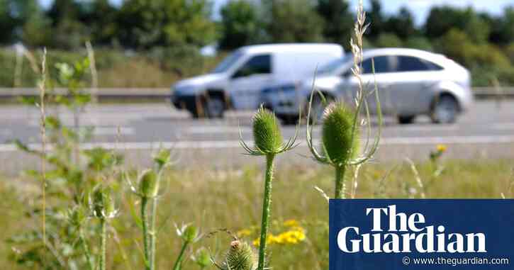 Young country diary: How much wildlife could I see from a car window? | John