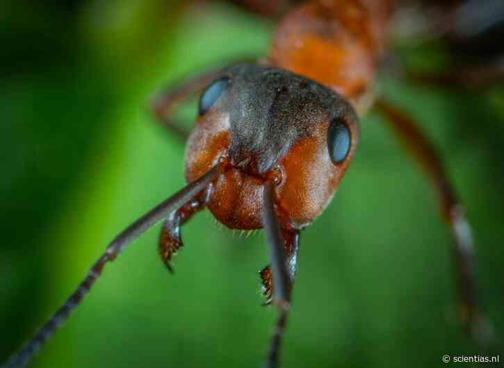 Mieren zijn net mensen: pas na een flinke dosis cafeïne worden ze echt scherp