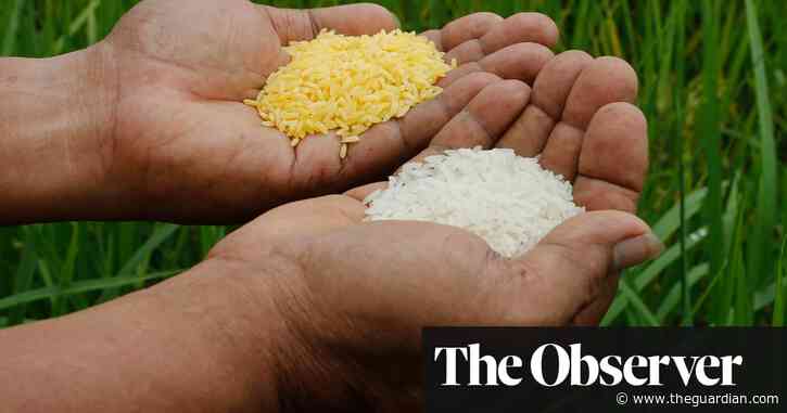 ‘A catastrophe’: Greenpeace blocks planting of lifesaving golden rice