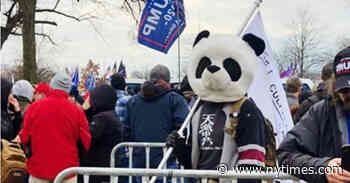 ‘Sedition Panda,’ a Jan. 6 Rioter in a Costume Head, Is Convicted