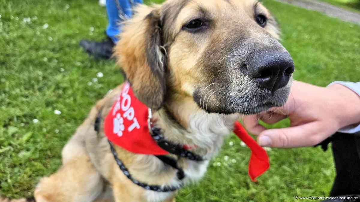 Erstes Hunde-Blind-Date in Braunschweig großer Erfolg