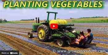Watch Now: 3 Vegetable Transplant Videos You Have To See