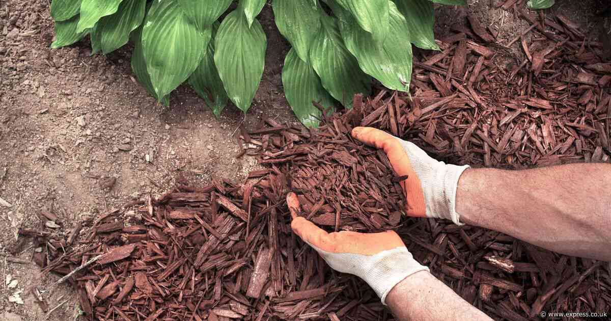 Mulching the garden is made 'so much easier' with two expert hacks