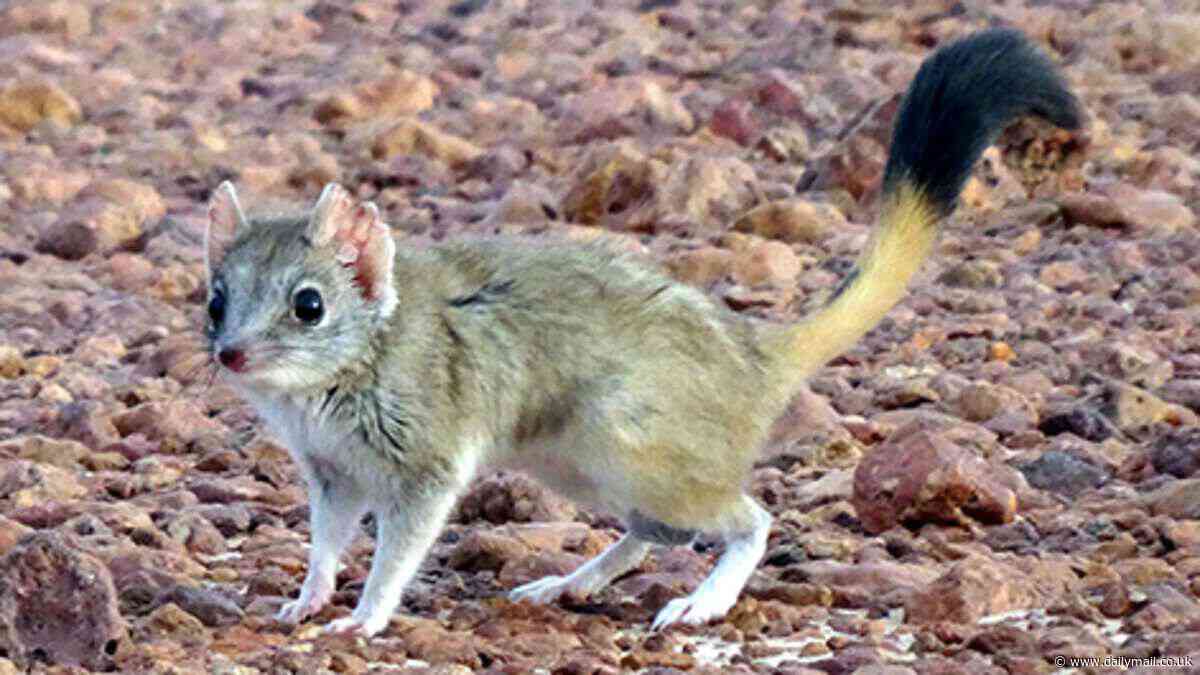 Meet the kowari: Why this cute native Australian animal could soon be extinct - and why everyone should care