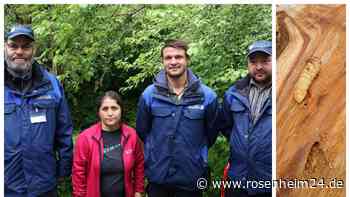Quarantäne-Zone um Rosenheim: Warum der Moschusbockkäfer eine Gefahr für Gärten und Menschen ist