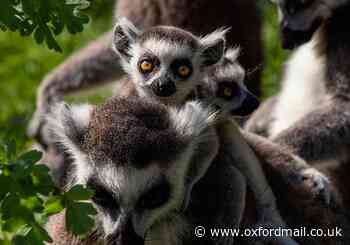 Cotswold Wildlife Park celebrates breeding lemur success