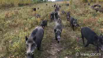 Wild 'superpigs' from Canada could soon invade some U.S. states, study suggests