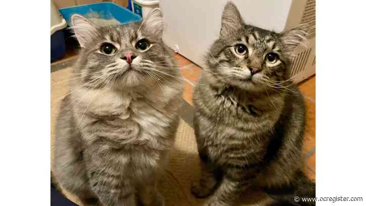 Maine coons Percy and Tabby want a home together