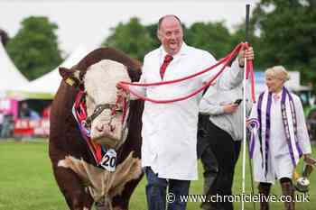 Hereford Bull 'Rebel Kicks' named 'Champion of Champions' at Northumberland County Show