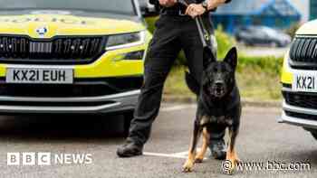 Meet the new police dogs looking for leads