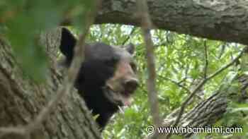 Video shows black bear roaming through Tampa neighborhood