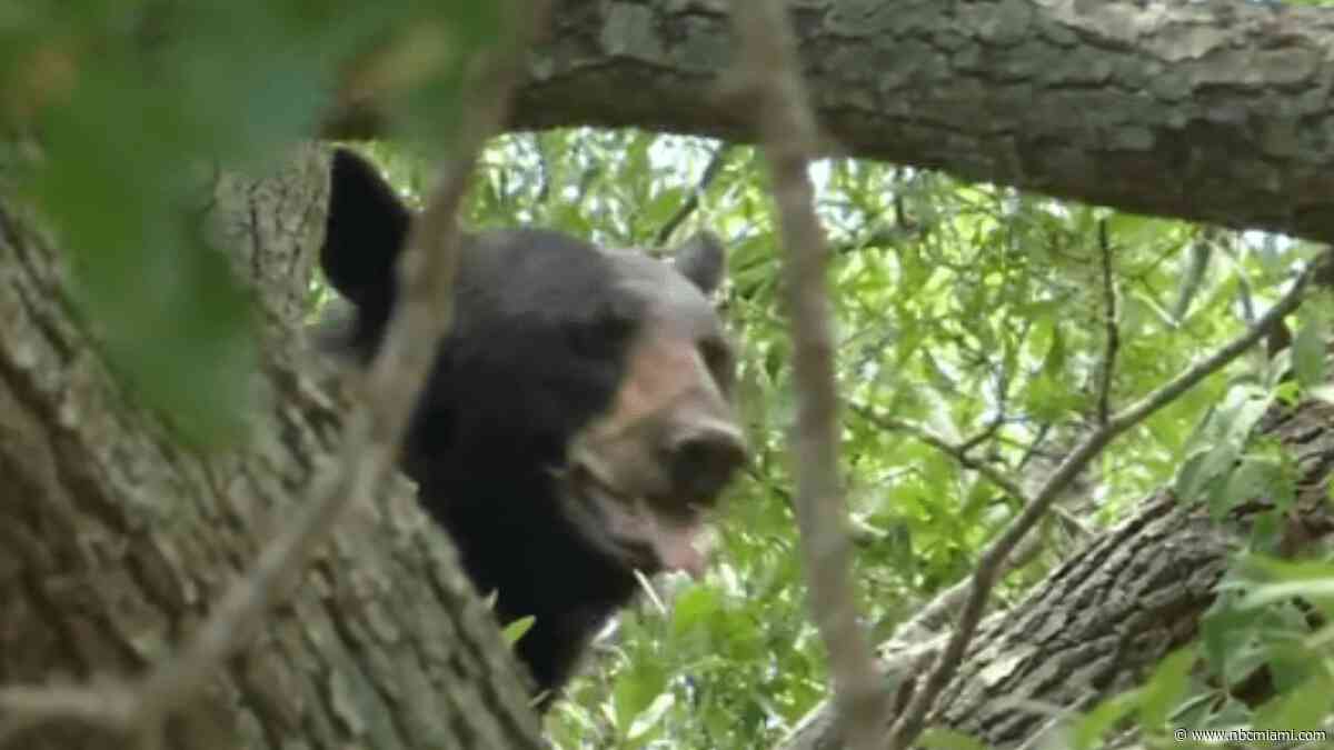 Video shows black bear roaming through Tampa neighborhood